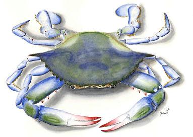 Blue Crab- very popular
