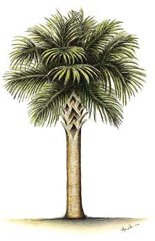 Palmetto- SC state tree