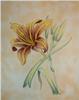 Day Lily 1