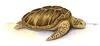 Loggerhead Turtle- SC state reptile