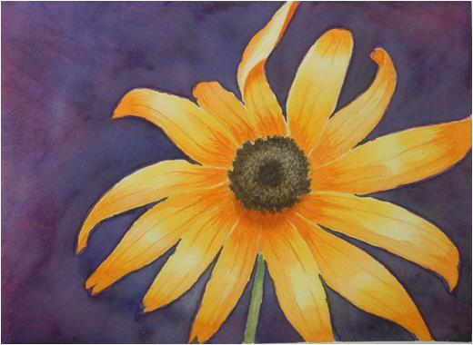 Black Eyed Susan