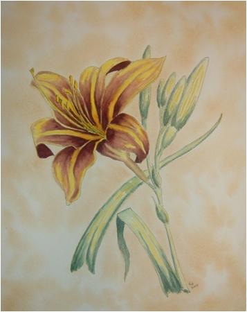 Day Lily 1