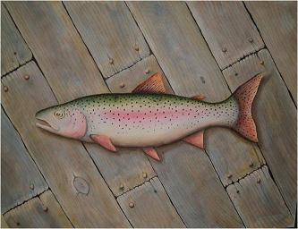 Rainbow Trout-random