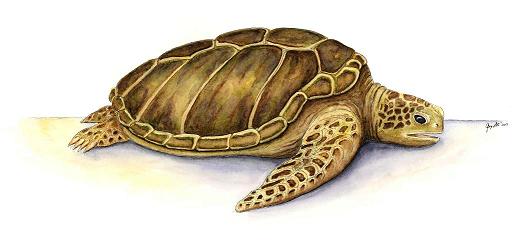 Loggerhead Turtle- SC state reptile