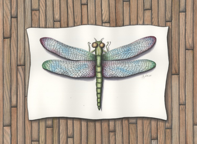 Dragonfly 2