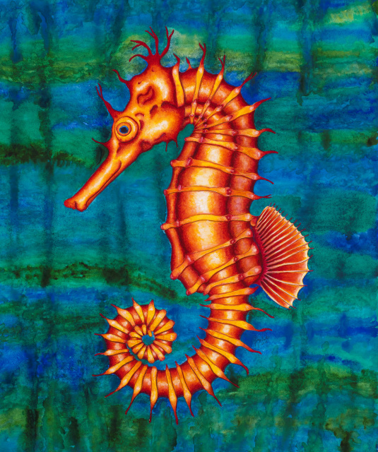 Seahorse in Color
