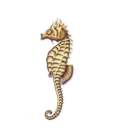 Seahorse 1