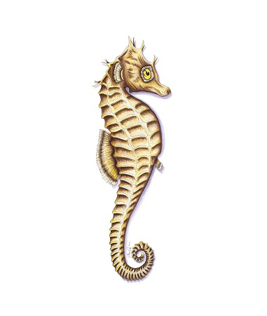 Seahorse 2