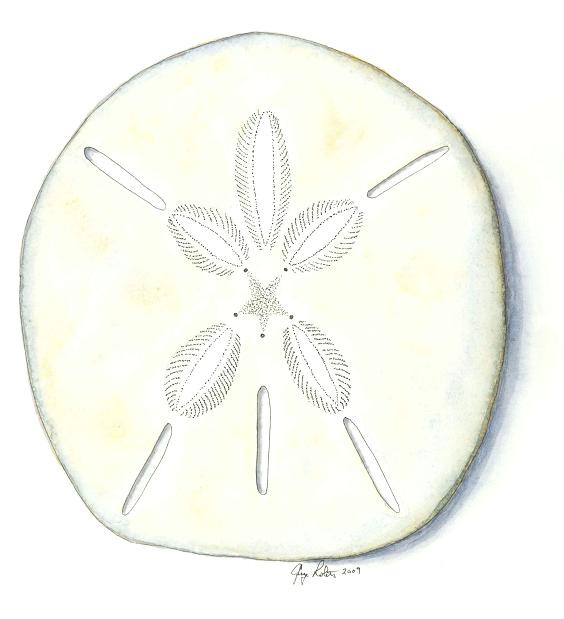 Sand Dollar