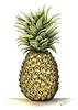 Pineapple- symbol for welcome