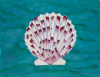 Calico Scallop