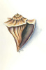 Conch Shell