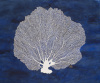 Sea Fan Blue