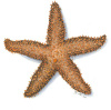 Sea Star